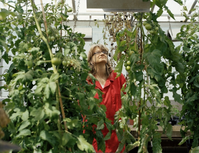 Доктор Кэти Мартин следит за процессом роста генетически модифицированных томатов. 