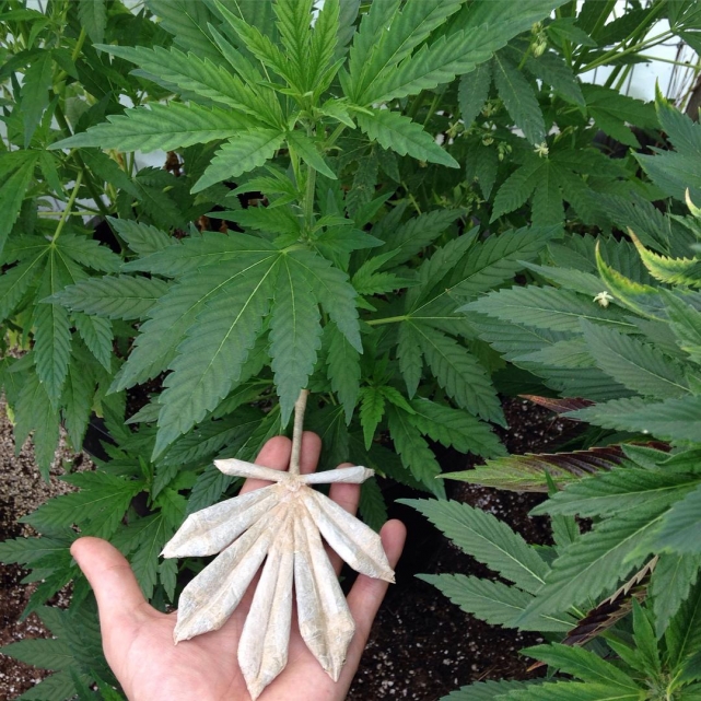 Косяк в виде листьев марихуаны