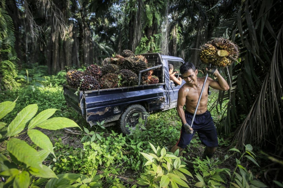 Индонезийский рабочий собирает плоды масличных пальм, из которых добывают масло. Индонезия – мировой лидер в этой области. Не на много от нее отстает Малайзия.