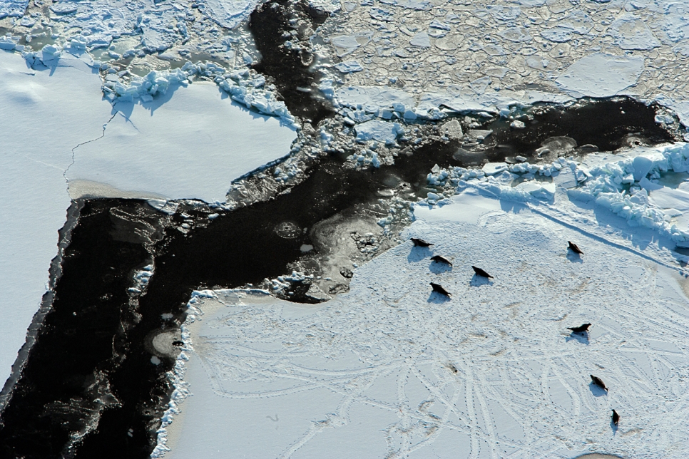 Тюлени, Белое море
