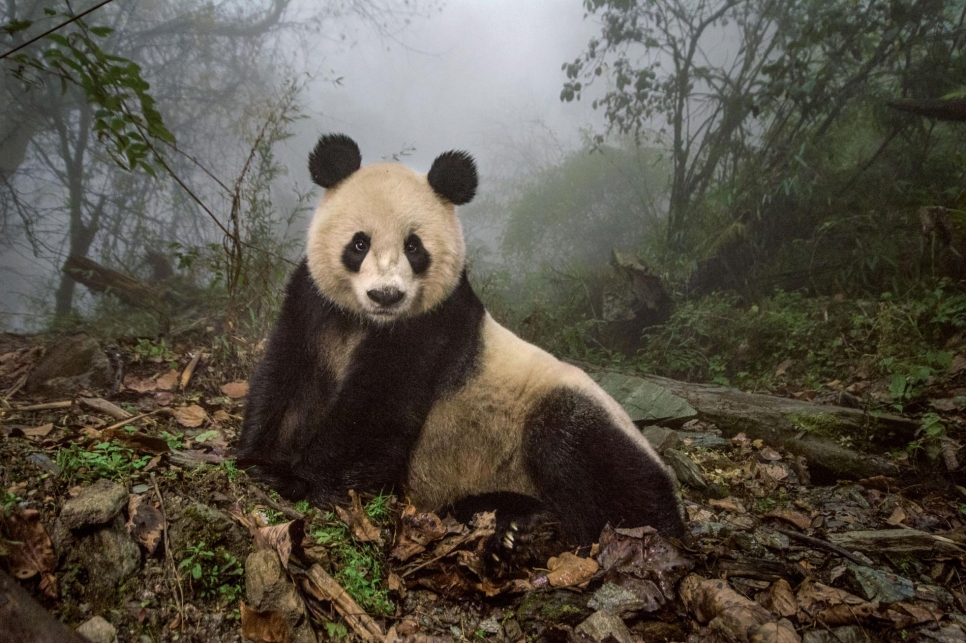 Ye Ye, 16-летняя панда в заповеднике Wolong. Иероглифы в ее имени ознают Японию и Китай. Ее назвали в честь дружбы между двумя странами.